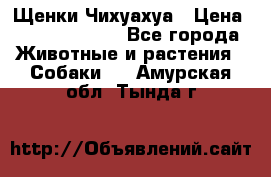 Щенки Чихуахуа › Цена ­ 12000-15000 - Все города Животные и растения » Собаки   . Амурская обл.,Тында г.